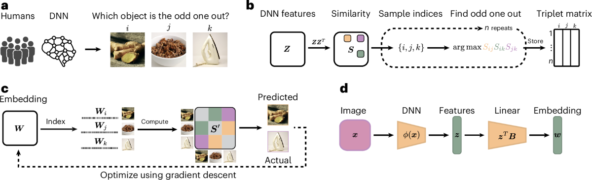 Framework overview: parallel pipelines for humans and DNNs through a triplet odd-one-out task to recover latent dimensions, then compared dimension-by-dimension.