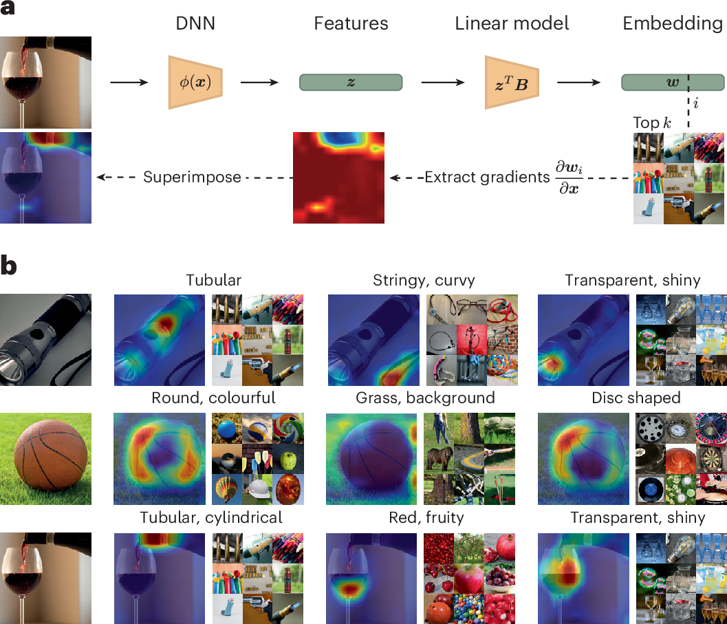 Pairwise alignment between human and DNN dimensions, with semantic ones in cool tones and visual ones in warm tones.